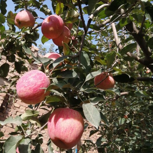 阿克苏市冰糖心苹果 红旗破冰糖心萍果