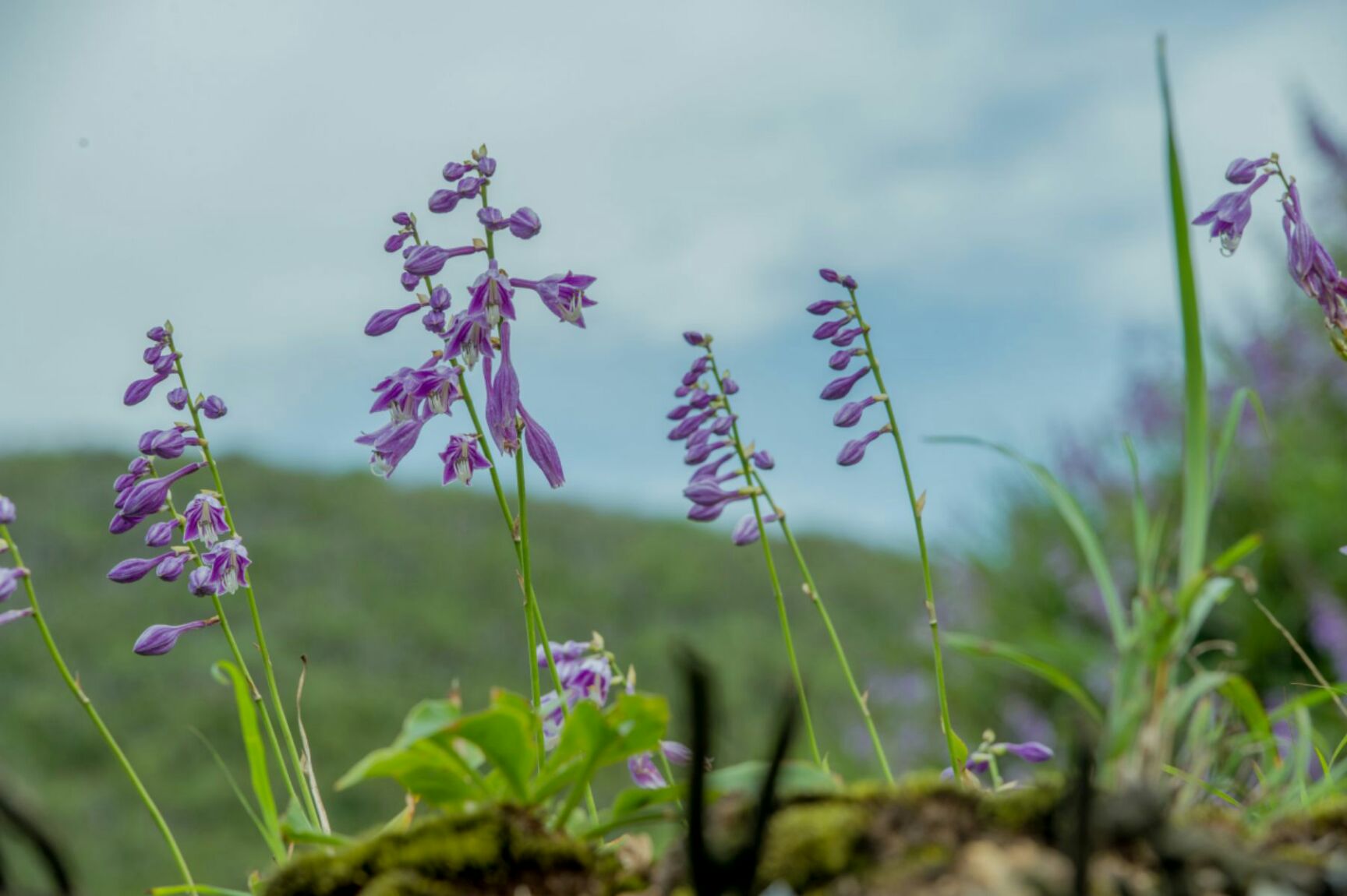 玉簪花