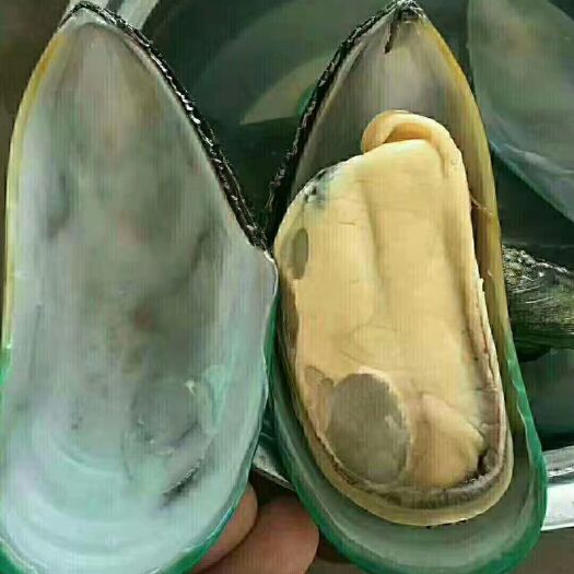 济南青口贝
