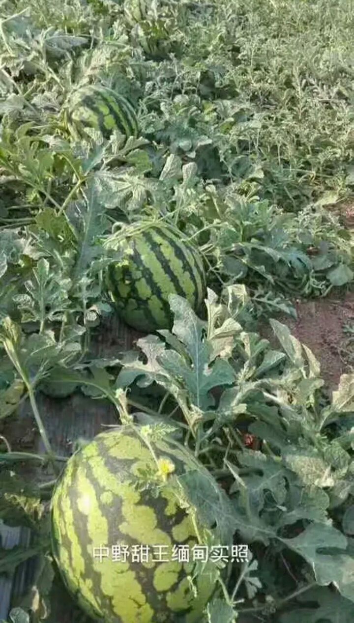 特大纯品甜王西瓜种子超甜四季水果种子正品包邮