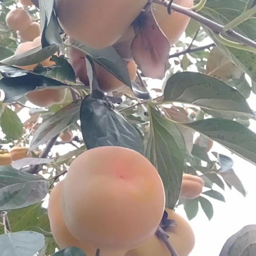 保定磨盘柿子 量大货好，一毛起步