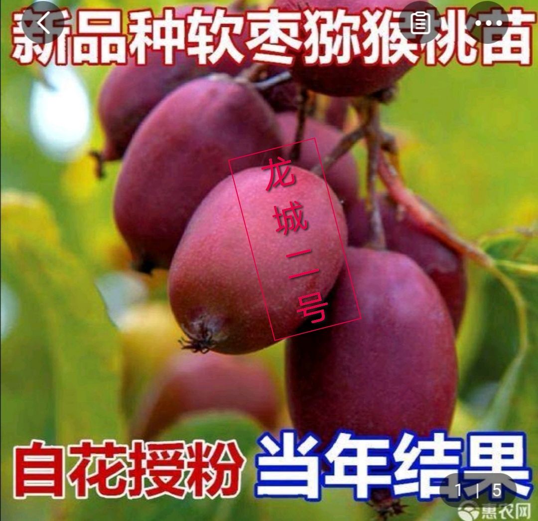 平邑县软枣猕猴桃苗 供应各种猕猴桃，软枣猕猴桃，红阳，，当年，两年，直销