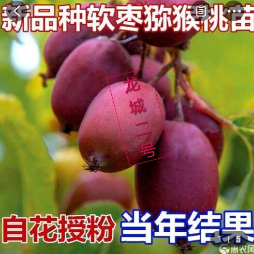 平邑县软枣猕猴桃苗 供应各种猕猴桃，软枣猕猴桃，红阳，，当年，两年，直销