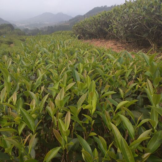 漳平市 漳平水仙茶