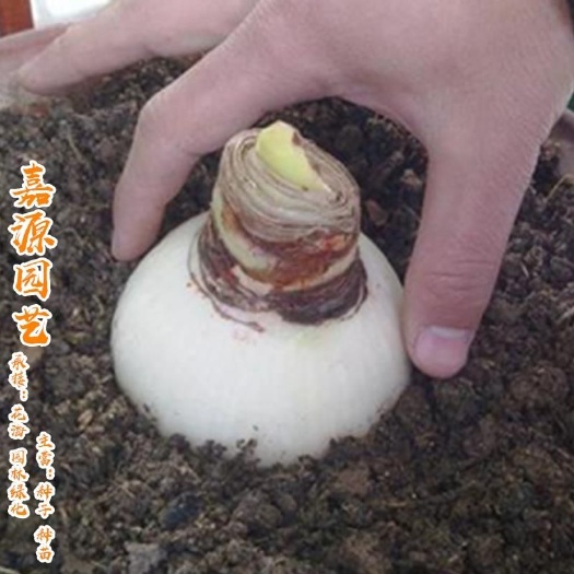 沭阳县朱顶红种球  朱顶红带花 超大 四季朱顶红花卉盆栽 重瓣