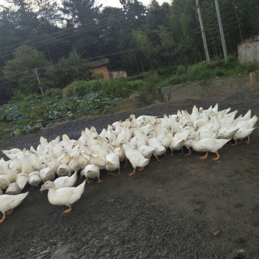 灵山县 半潘鸭