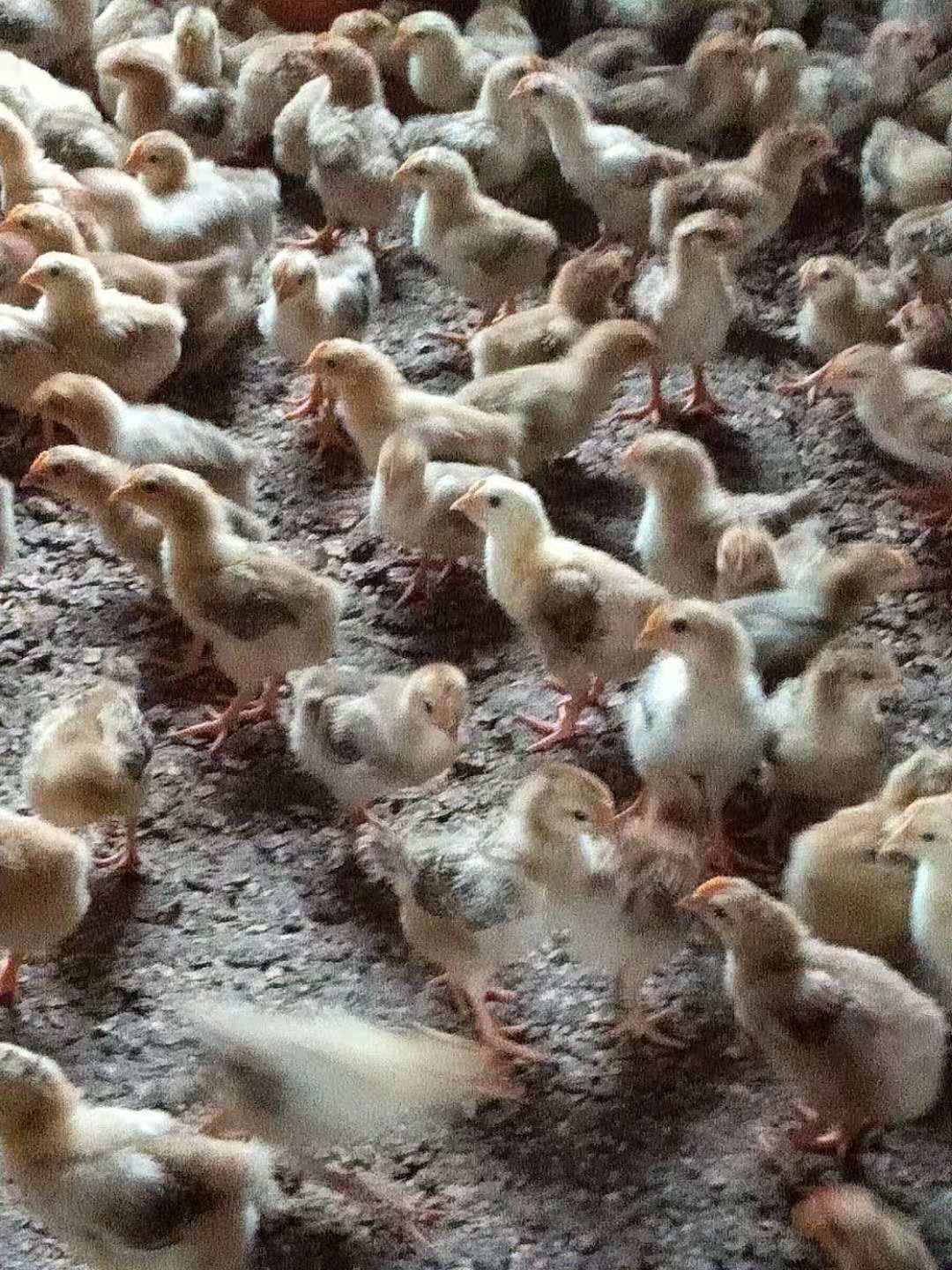 海兰褐母鸡和土鸡杂交图片