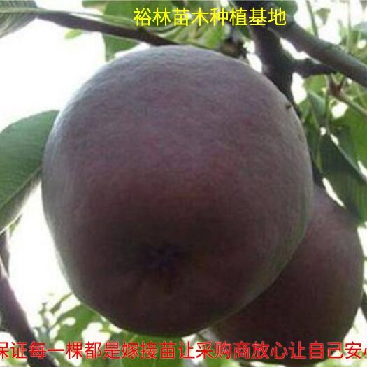 平邑县 意大利黑梨树苗嫁接苗包成活包纯度包挂果死苗补发基地现发货