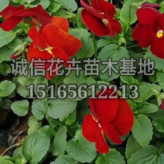 青州市 三色堇基地批发冬季开花耐寒