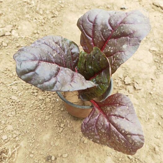 青州市草花 红叶甜菜，