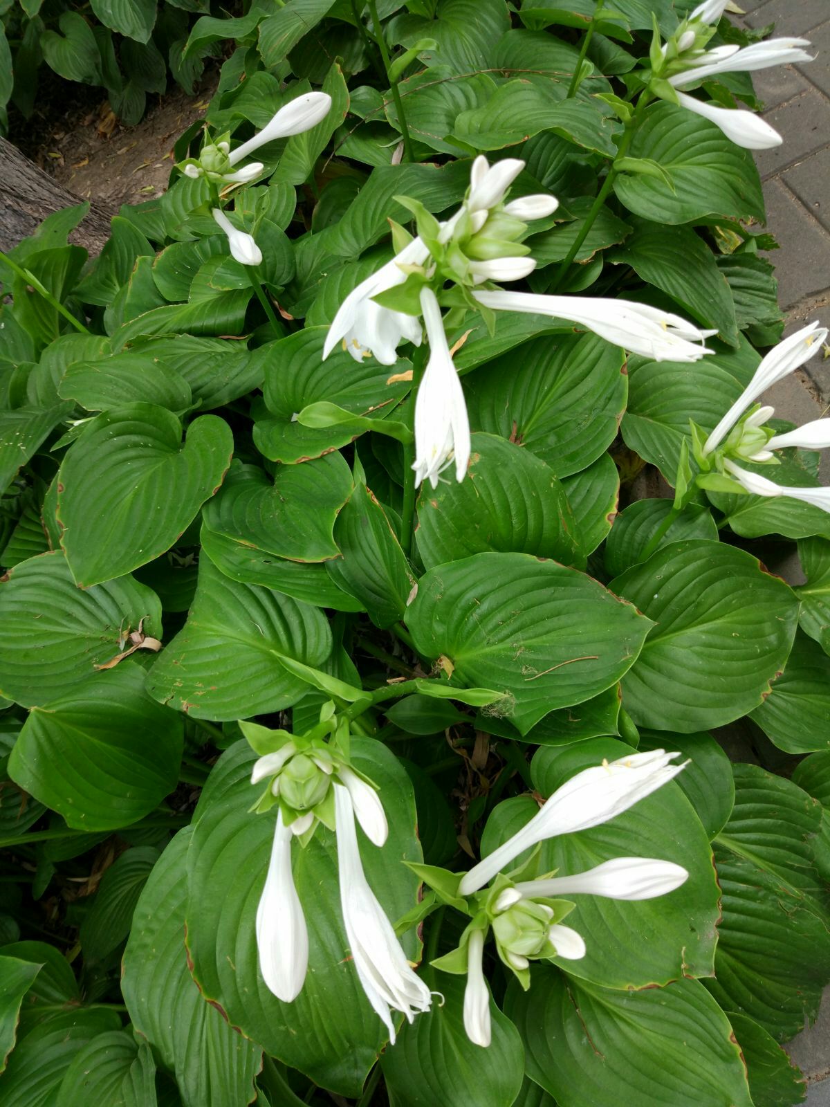 玉簪花