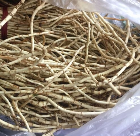 修文县 优质鱼腥草