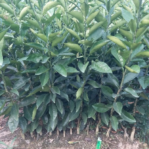 龙山县纽荷尔脐橙苗