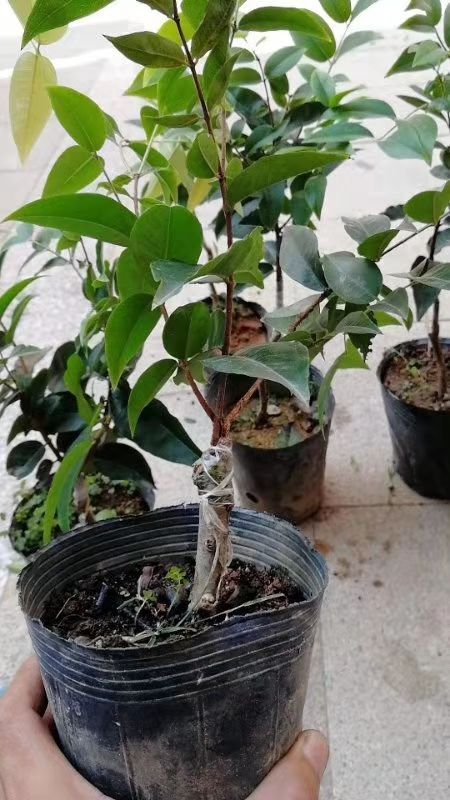 廉江市树葡萄苗 艾斯卡嘉宝果靠接苗