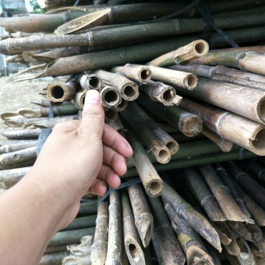隆回县 小麻竹