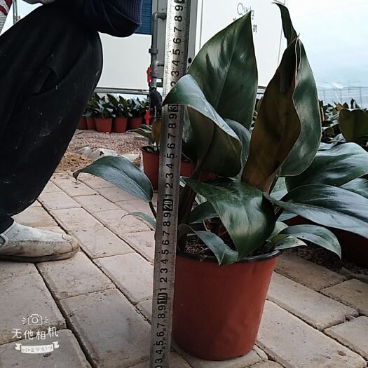 邱县金钻盆栽 吸毒王红金钻泰钻净化空气的好帮手
