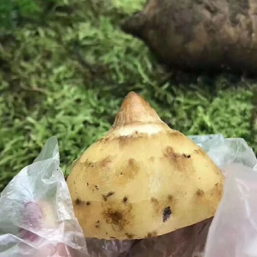 文山市 新鲜天麻
