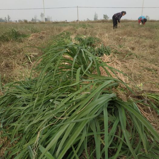 颍上县大量出售黄花菜苗，产量高亩产，价格便宜