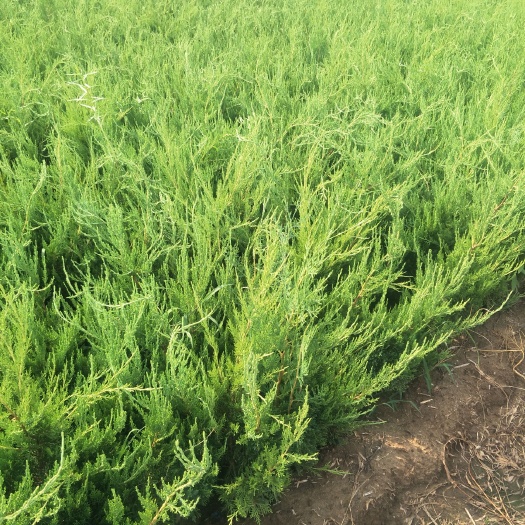 泰安 自产自销40-60公分高度小龙柏，现货量大，