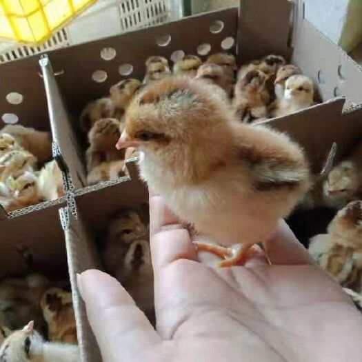 昆明桂香土鸡苗 诚信经营，拒绝假货