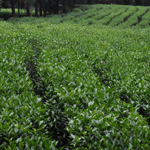 资兴市 东江翠绿茶，真正的生态茶