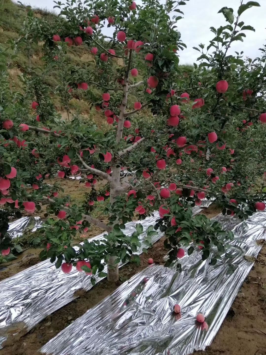 庄浪苹果 庄浪果果