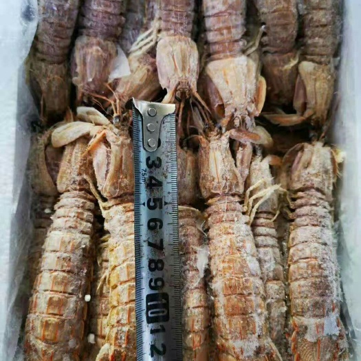 濟(jì)南 熟凍皮皮蝦
