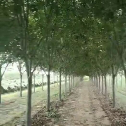 砀山县 白蜡树