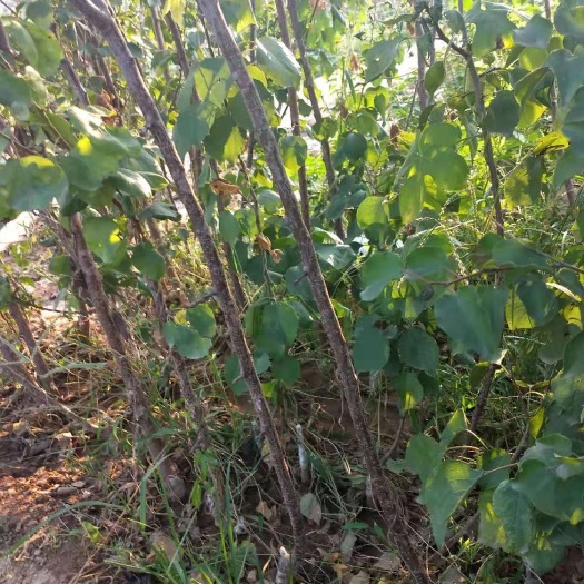 平邑县 大量供应杏树苗