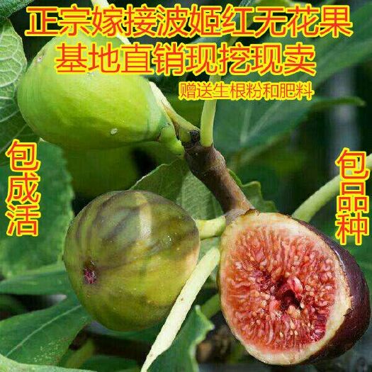 平邑县波姬红无花果苗 基地直销 现挖现卖 包成活 包结果 包品种 死苗免费补发