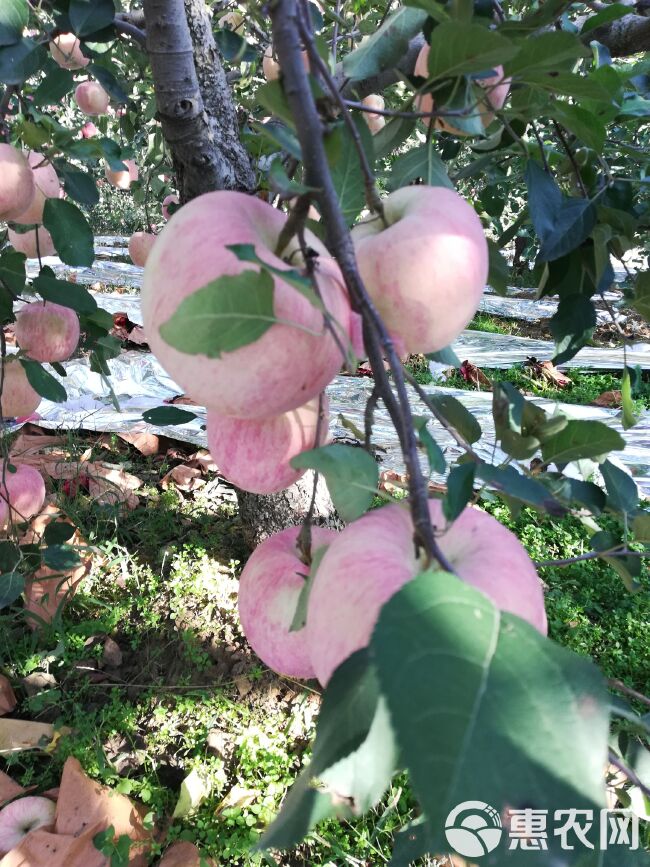  烟台栖霞苹果