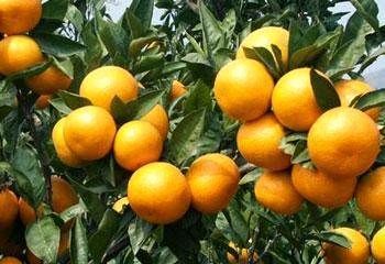 汉中城固蜜橘 蜜橘