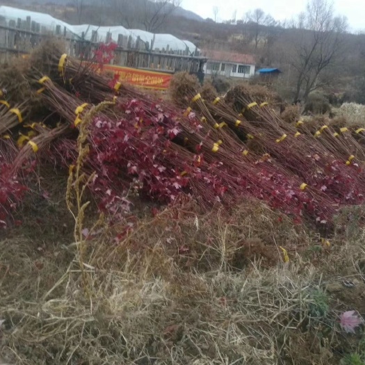 开原市美国红枫 红枫