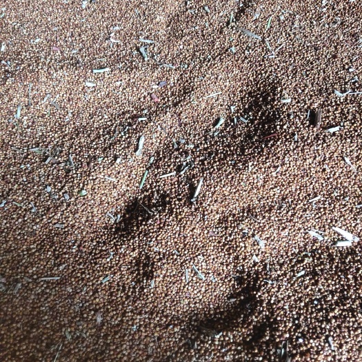 博爱县红茅6号 千亩地急卖
