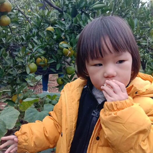 淅川县 国庆一号  早熟柑桔柑橘蜜桔产地一手货源 量大价优