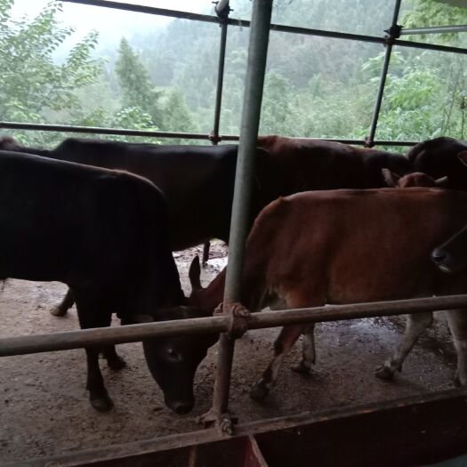 营山县黄牛 600-800斤 母牛