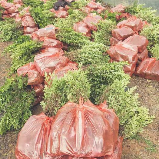 昆明毛杜鹃 近期国家增用土地