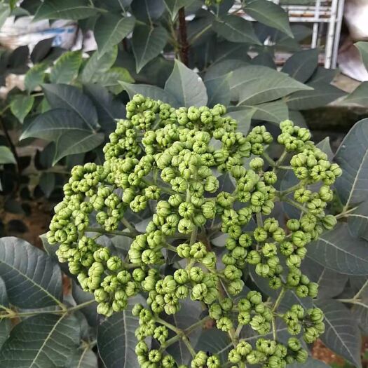 蓬安县吴茱萸苗 当种植当年收益