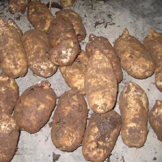 宁强县 乌红杂交天麻当季干货