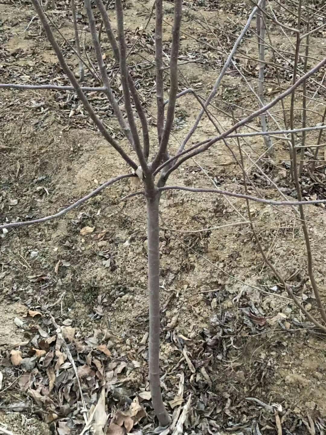 红富士苹果苗  山东苹果苗 品种齐全早中晚熟都有