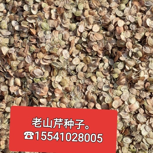 大石桥市 出售老山芹种子