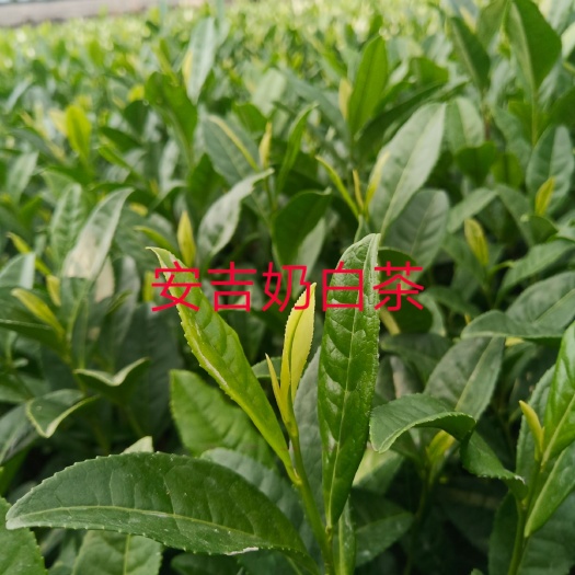 松阳县奶白茶树苗 精品茶叶苗