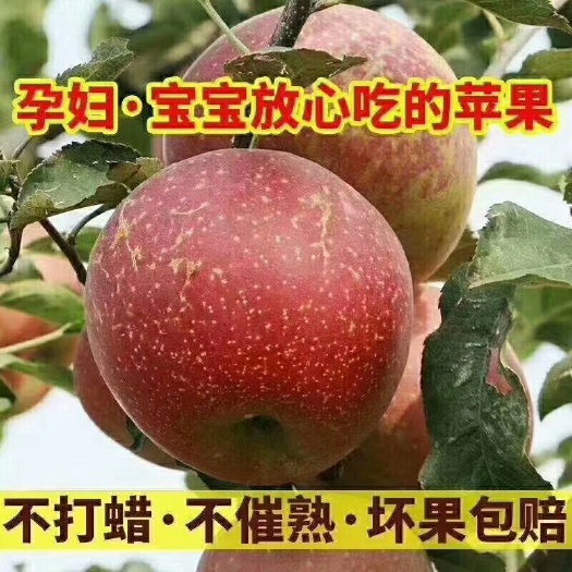 盐源县 盐源糖心苹果
