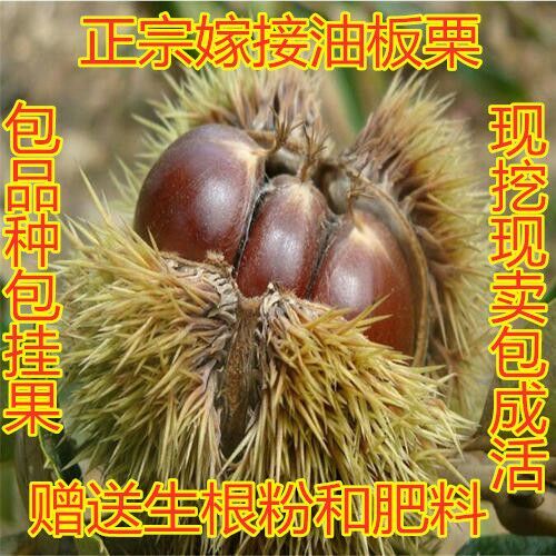 平邑县油栗苗 当年结果板栗苗 包成活 基地直销 现挖现卖包品种 可实地考察