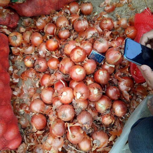 山丹县黄皮洋葱 9cm以上