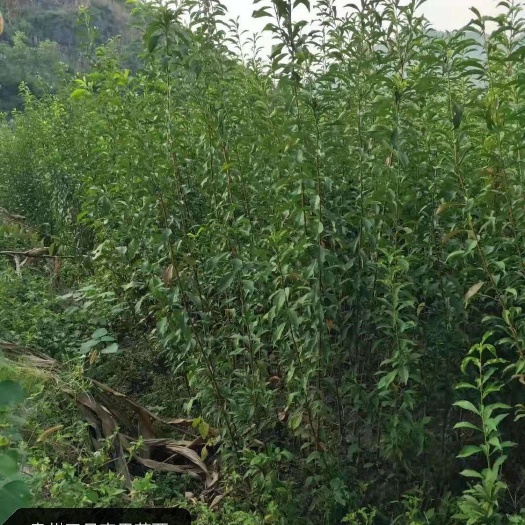 关岭县蜂糖李树苗 贵州四月李。蜂糖李，两年苗