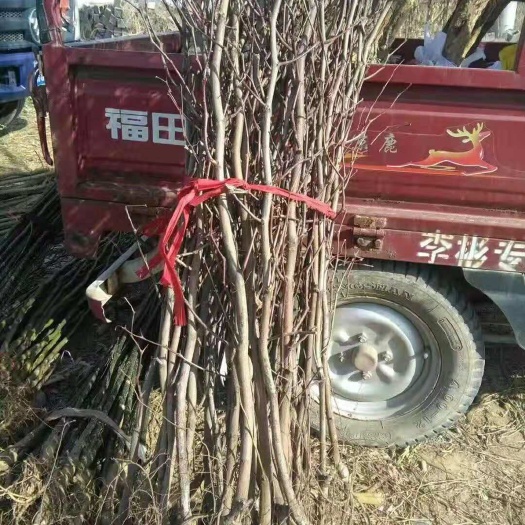 平邑县长红枣苗 朝阳大红枣苗我处大量供应