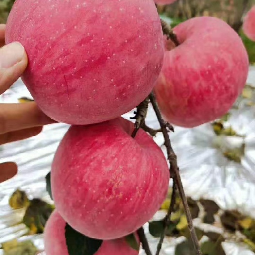 合水县红富士苹果 黄土高原的红富士