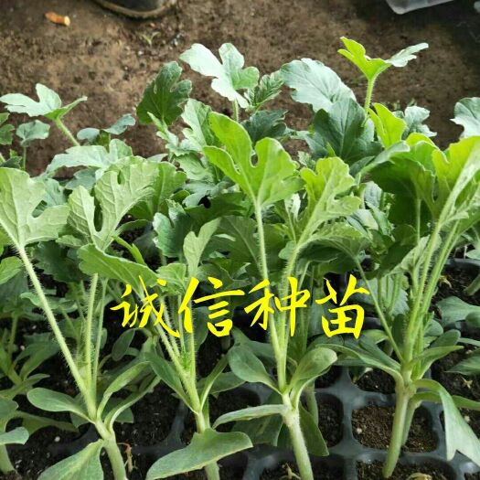 徐州黑皮无籽苗
