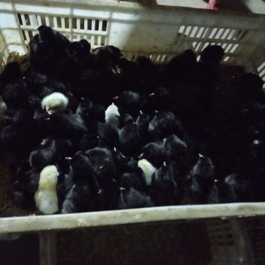 建湖县黑土2号鸡苗 统货